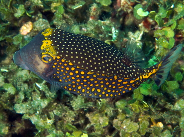 Spotted Boxfish - Ostracion meleagris - Bali, Indonesia Spotted Boxfish - Ostracion meleagris - Bali, Indonesia