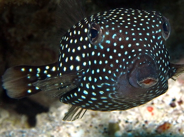 Spotted Boxfish - Ostracion meleagris - Big Island, Hawaii Spotted Boxfish - Ostracion meleagris - Big Island, Hawaii