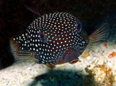Spotted Boxfish - Ostracion meleagris - Big Island, Hawaii Spotted Boxfish - Ostracion meleagris - Big Island, Hawaii