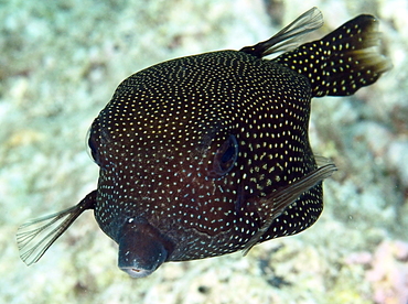 Spotted Boxfish - Ostracion meleagris - Palau Spotted Boxfish - Ostracion meleagris - Palau
