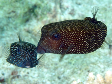 Spotted Boxfish - Ostracion meleagris - Palau Spotted Boxfish - Ostracion meleagris - Palau