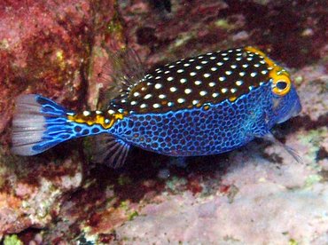 Spotted Boxfish - Ostracion meleagris - Maui, Hawaii Spotted Boxfish - Ostracion meleagris - Maui, Hawaii