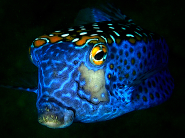 Spotted Boxfish - Ostracion meleagris - Cabo San Lucas, Mexico Spotted Boxfish - Ostracion meleagris - Cabo San Lucas, Mexico
