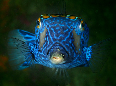 Spotted Boxfish - Ostracion meleagris - Cabo San Lucas, Mexico Spotted Boxfish - Ostracion meleagris - Cabo San Lucas, Mexico