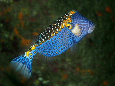 Spotted Boxfish - Ostracion meleagris - Cabo San Lucas, Mexico Spotted Boxfish - Ostracion meleagris - Cabo San Lucas, Mexico