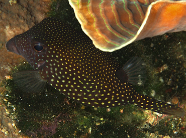 Spotted Boxfish - Ostracion meleagris - Wakatobi, Indonesia Spotted Boxfish - Ostracion meleagris - Wakatobi, Indonesia