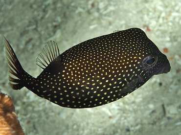 Spotted Boxfish - Ostracion meleagris - Wakatobi, Indonesia Spotted Boxfish - Ostracion meleagris - Wakatobi, Indonesia