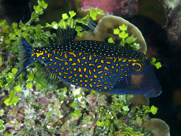 Spotted Boxfish - Ostracion meleagris - Great Barrier Reef, Australia Spotted Boxfish - Ostracion meleagris - Great Barrier Reef, Australia