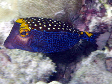 Spotted Boxfish - Ostracion meleagris - Big Island, Hawaii Spotted Boxfish - Ostracion meleagris - Big Island, Hawaii