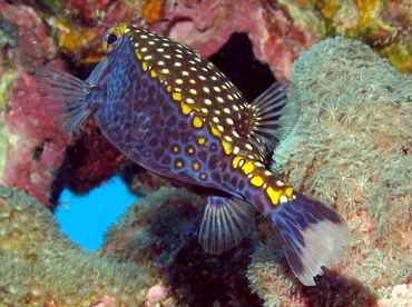 Spotted Boxfish - Ostracion meleagris - Big Island, Hawaii Spotted Boxfish - Ostracion meleagris - Big Island, Hawaii