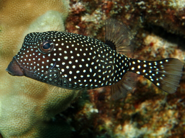 Spotted Boxfish - Ostracion meleagris - Big Island, Hawaii Spotted Boxfish - Ostracion meleagris - Big Island, Hawaii