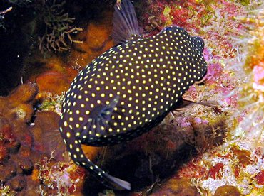 Spotted Boxfish - Ostracion meleagris - Lanai, Hawaii Spotted Boxfish - Ostracion meleagris - Lanai, Hawaii
