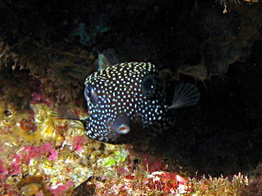 Spotted Boxfish - Ostracion meleagris - Lanai, Hawaii Spotted Boxfish - Ostracion meleagris - Lanai, Hawaii