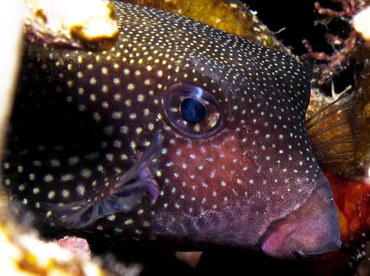 Spotted Boxfish - Ostracion meleagris - Yap, Micronesia Spotted Boxfish - Ostracion meleagris - Yap, Micronesia