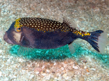 Spotted Boxfish - Ostracion meleagris - Maui, Hawaii Spotted Boxfish - Ostracion meleagris - Maui, Hawaii