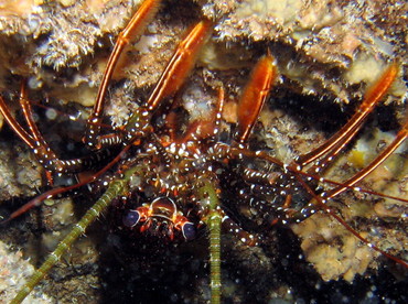 Spotted Spiny Lobster - Panulirus guttatus - Roatan, Honduras