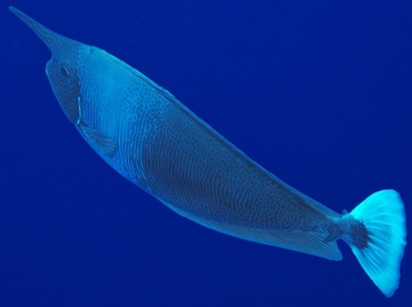Paletail Unicornfish - Naso brevirostris - Palau Paletail Unicornfish - Naso brevirostris - Palau