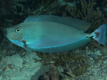 Paletail Unicornfish - Naso brevirostris - Palau Paletail Unicornfish - Naso brevirostris - Palau