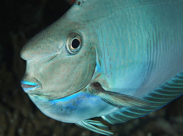 Paletail Unicornfish - Naso brevirostris - Palau Paletail Unicornfish - Naso brevirostris - Palau