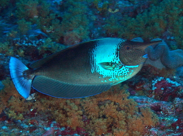 Paletail Unicornfish - Naso brevirostris - Palau Paletail Unicornfish - Naso brevirostris - Palau