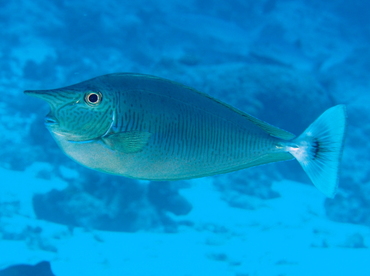 Paletail Unicornfish - Naso brevirostris - Palau Paletail Unicornfish - Naso brevirostris - Palau