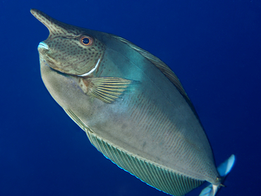 Paletail Unicornfish - Naso brevirostris - Great Barrier Reef, Australia Paletail Unicornfish - Naso brevirostris - Great Barrier Reef, Australia