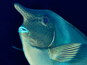 Paletail Unicornfish - Naso brevirostris - Great Barrier Reef, Australia Paletail Unicornfish - Naso brevirostris - Great Barrier Reef, Australia