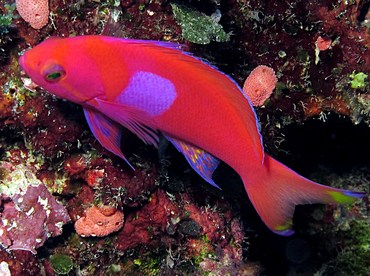 Squarespot Anthias - Pseudanthias pleurotaenia - Palau