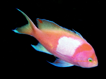 Squarespot Anthias - Pseudanthias pleurotaenia - Bali, Indonesia