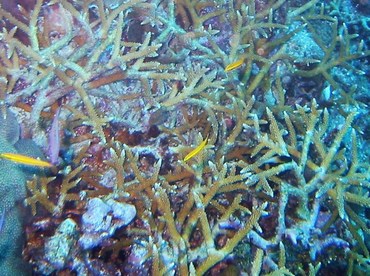 Staghorn Coral - Acropora cervicornis - Grand Cayman Staghorn Coral - Acropora cervicornis - Grand Cayman