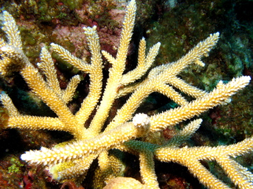 Staghorn Coral - Acropora cervicornis - Grand Cayman Staghorn Coral - Acropora cervicornis - Grand Cayman