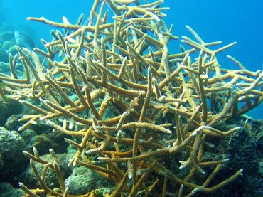 Staghorn Coral - Acropora cervicornis - Bonaire Staghorn Coral - Acropora cervicornis - Bonaire