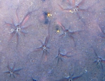 Star Encrusting Sponge - Halisarca sp. - Nassau, Bahamas