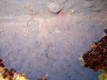 Star Encrusting Sponge - Halisarca sp. - Nassau, Bahamas