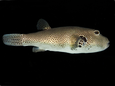Star Puffer - Arothron stellatus - Bali, Indonesia