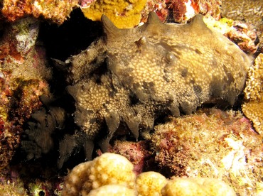 Dragonfish Sea Cucumber - Stichopus horrens - Maui, Hawaii Dragonfish Sea Cucumber - Stichopus horrens - Maui, Hawaii
