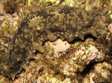 Dragonfish Sea Cucumber - Stichopus horrens - Maui, Hawaii Dragonfish Sea Cucumber - Stichopus horrens - Maui, Hawaii
