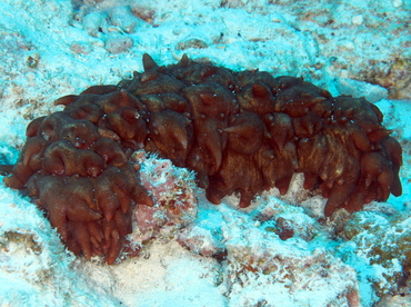 Hawaiian Spiky Sea Cucumber - Stichopus aff. pseudohorrens - Big Island, Hawaii Hawaiian Spiky Sea Cucumber - Stichopus aff. pseudohorrens - Big Island, Hawaii