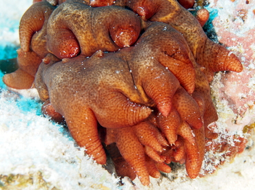 Hawaiian Spiky Sea Cucumber - Stichopus aff. pseudohorrens - Big Island, Hawaii Hawaiian Spiky Sea Cucumber - Stichopus aff. pseudohorrens - Big Island, Hawaii