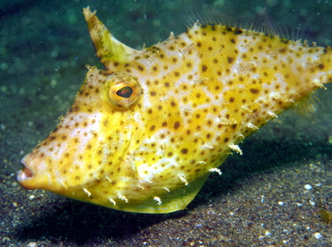 Strapweed Filefish - Pseudomonacanthus macrurus - Lembeh Strait, Indonesia