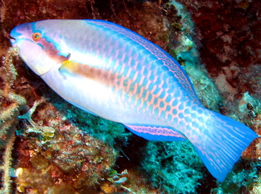 Striped Parrotfish - Scarus iserti - Nassau, Bahamas