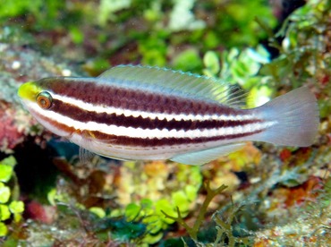 Striped Parrotfish - Scarus iserti - Belize