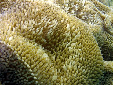 Sun Anemone - Stichodactyla helianthus - St John, USVI Sun Anemone - Stichodactyla helianthus - St John, USVI