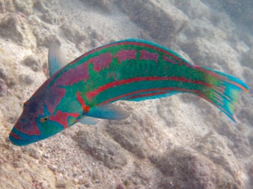 Surge Wrasse - Thalassoma purpureum - Oahu, Hawaii Surge Wrasse - Thalassoma purpureum - Oahu, Hawaii
