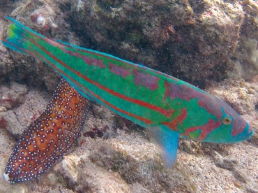 Surge Wrasse - Thalassoma purpureum - Oahu, Hawaii Surge Wrasse - Thalassoma purpureum - Oahu, Hawaii