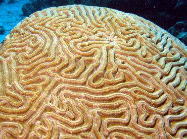 Symmetrical Brain Coral - Diploria strigosa - Aruba