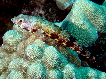 Twospot Lizardfish - Synodus binotatus - Big Island, Hawaii Twospot Lizardfish - Synodus binotatus - Big Island, Hawaii
