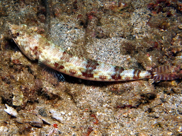 Twospot Lizardfish - Synodus binotatus - Dumaguete, Philippines Twospot Lizardfish - Synodus binotatus - Dumaguete, Philippines