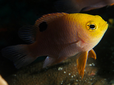 Talbot's Damselfish - Chrysiptera talboti - Wakatobi, Indonesia