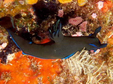 Gloomy Tambja - Tambja morosa - Fiji Gloomy Tambja - Tambja morosa - Fiji
